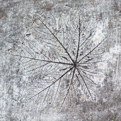 Fingerprint leaves on a decorative concrete