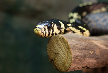 Змея куроед Chicken snake