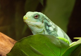 Полосатая фиджийская игуана Fiji banded iguana