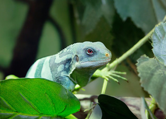 Naklejka premium Полосатая фиджийская игуана Fiji banded iguana