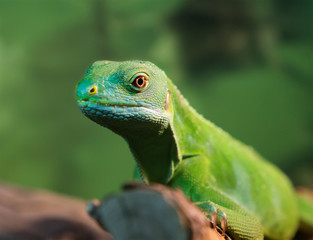 Полосатая фиджийская игуана Fiji banded iguana