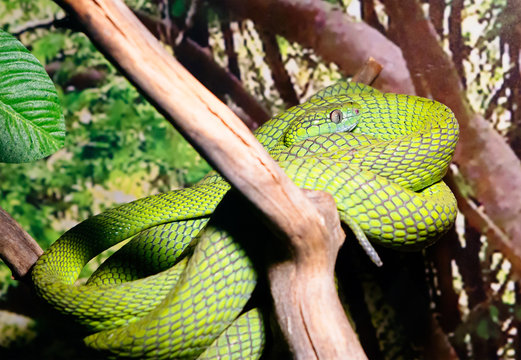 Змея с зелеными, как у кошки глазами (Green cat-eyed snake)