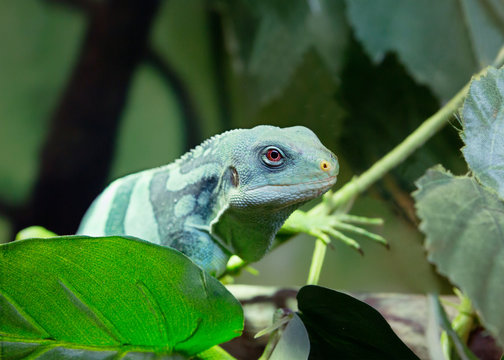 Полосатая фиджийская игуана Fiji banded iguana