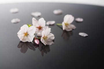 Naklejka na ściany i meble 黒盆の桜