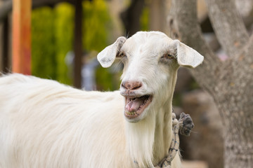 Funny goat portrait. A close up look.
