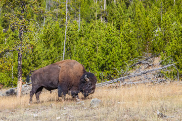 Yellowstone national park