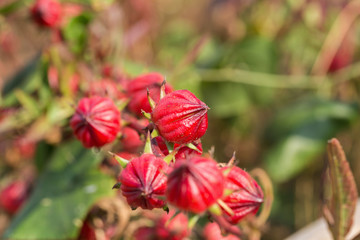 Roselle flowers,red Roselle flowers in the garden,Jamaica Sorrel