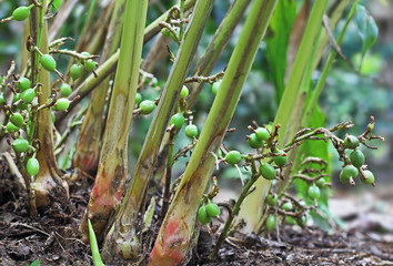 Green and unripe cardamom pods in plant in Kerala, India. Cardamom is the third most expensive...