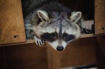 Cute Raccoon face action animals