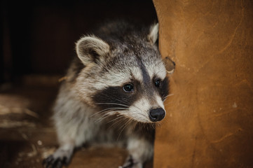 Cute Raccoon face action animals