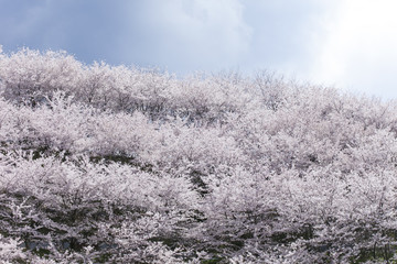 雲と桜