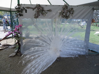 White peacock 