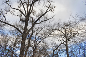 Tree tops and sky