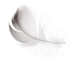 small gray goose feather on white background