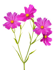 plant with four large pink blooms