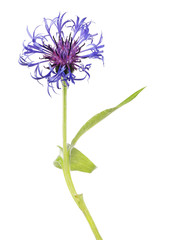 single dark blue cornflower isolated on white