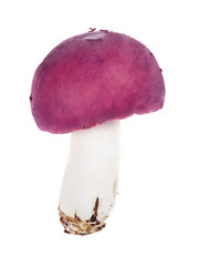 dark pink russula mushroom on white