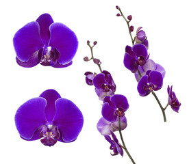 Fototapeta na wymiar collection of dark large lilac orchid flowers