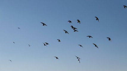 Large group of pigeons against the sky.