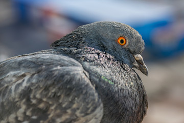 City pigeon closeup with bokeh background. Selective focus.