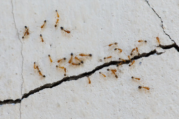 Ants climb walls