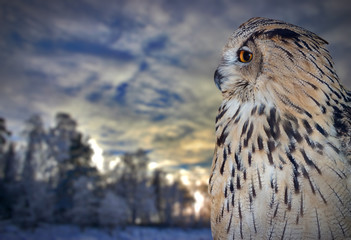 large owl near winter forest