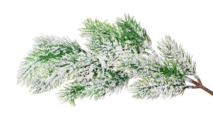 pine tree branch in snow isolated on white