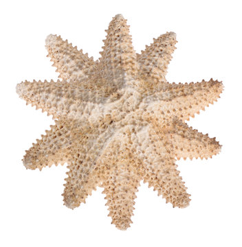 ten-point beige starfish on white