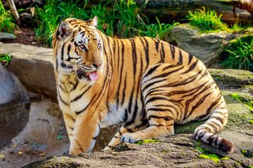 Amur Tiger