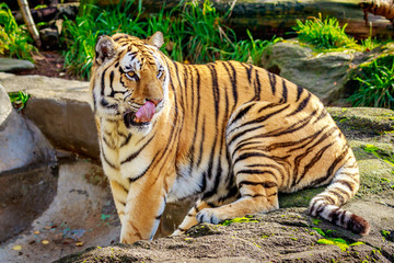Amur Tiger