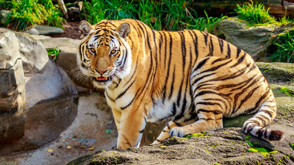 Amur Tiger