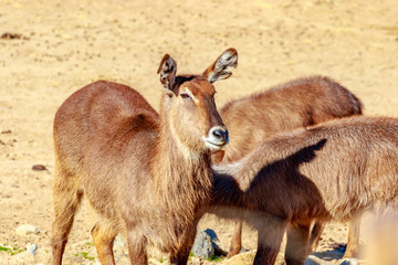 Female Defassa Waterbuck