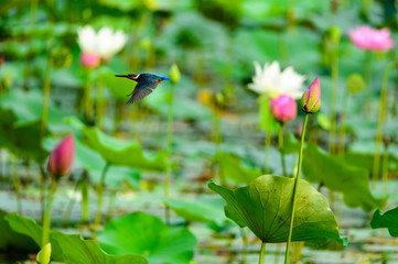 kingfisher (alcedo atthis) on the lotus flower