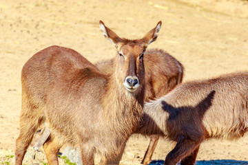 Female Defassa Waterbuck