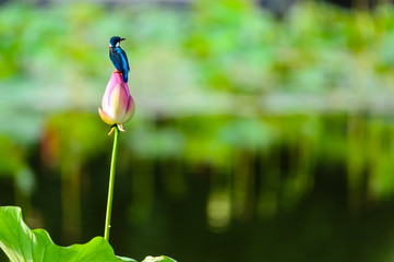 kingfisher (alcedo atthis) on the lotus flower