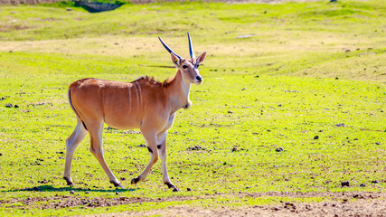 Female Eland Antelope