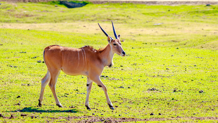 Female Eland Antelope