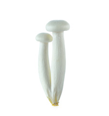 White beech mushrooms, Shimeji mushroom, Edible mushroom isolate