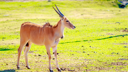 Female Eland Antelope