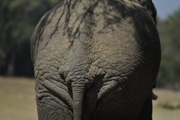 peau de pachyderme, éléphant  Parc national de south Luangwa  Zambie