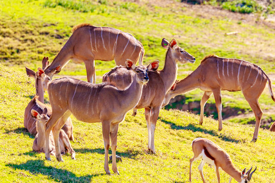 Female Nyala Antelopes