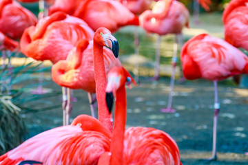 Flamboyance of Flamingos