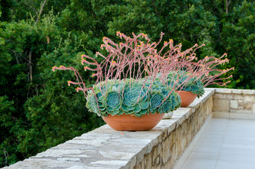 Decorative flower tubs on balcony with vie at the forest