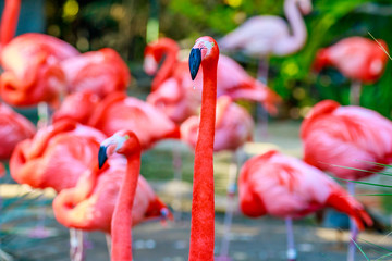 Naklejka premium Flamboyance of Flamingos