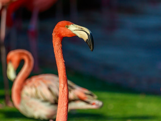 Obraz premium Flamboyance of Flamingos