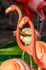 Flamboyance of Flamingos