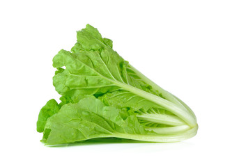 green chinese cabbage on white background