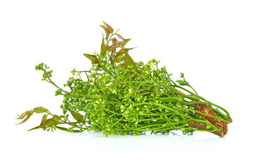 Siamese neem tree, Nim, Margosa, Quinine (Azadirachta indica A.