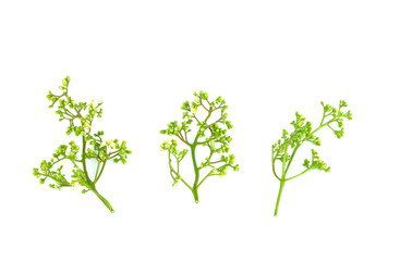 Fresh and green Neem plant (Azadirachta indica)