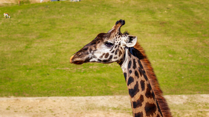 Giraffe head portrait © pngstudio